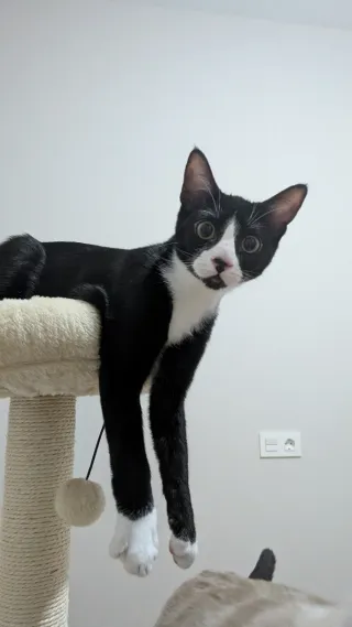 Torre Rascador para Gatos