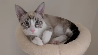 Torre Rascador para Gatos
