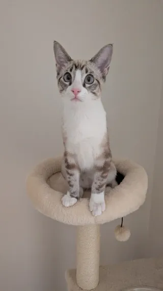 Torre Rascador para Gatos
