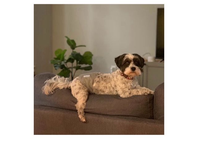 Pañales Perro Macho Lavables (3 uds)