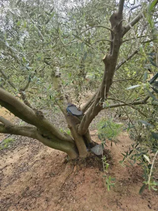 Finca de olivos en producción no negociable