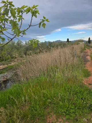 Finca de olivos en producción no negociable