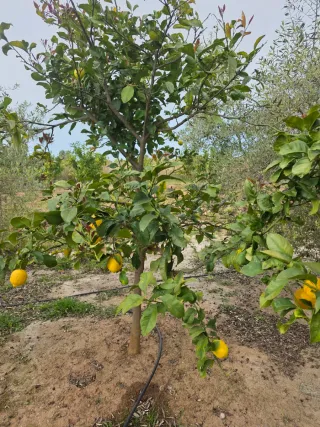 Finca de olivos en producción no negociable