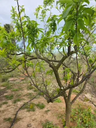 Finca de olivos en producción no negociable