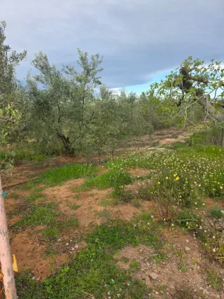 Finca de olivos en producción no negociable