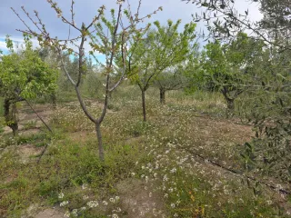 Finca de olivos en producción no negociable