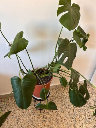 Monstera Deliciosa Planta