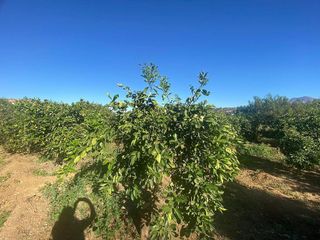 Terreno en venta en Coín