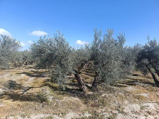 Terreno en venta en Alhendín