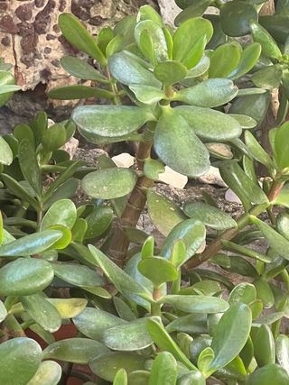 Plantas. Esquejes de árbol de jade