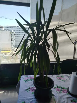 Planta de interior Yucca