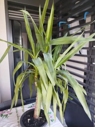 Planta de interior Yucca
