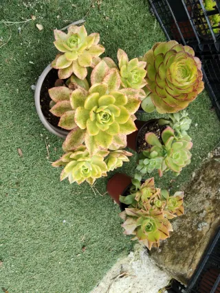Lote de suculentas variadas carmen
