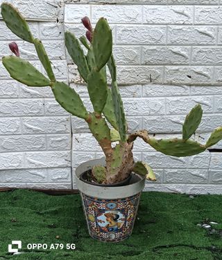 Fico d'India Opuntia Chumera Pianta