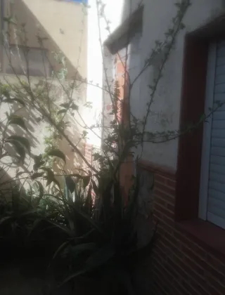 Manzano joven