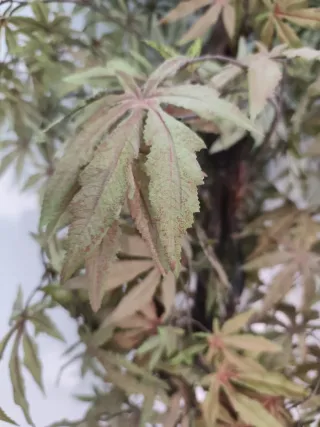 Planta Artificial Decorativa