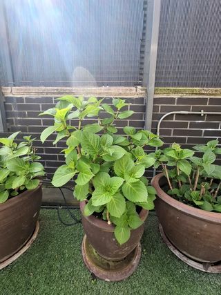 Hortensias en maceta de barro