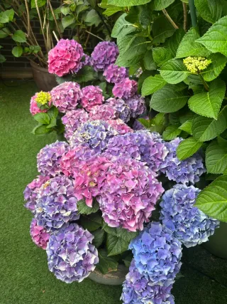 Hortensias en maceta de barro