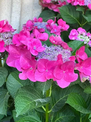 Hortensias en maceta de barro