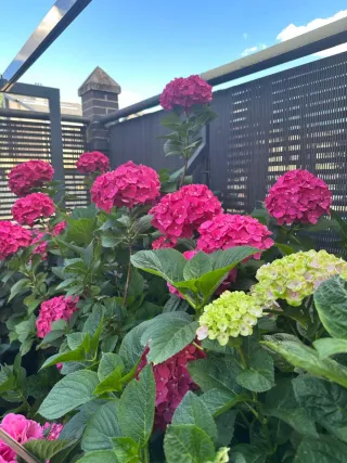 Hortensias en maceta de barro