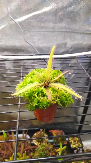 Drosera adelae