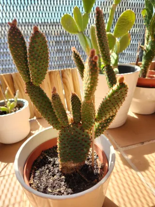 Cactus Opuntia en maceta blanca