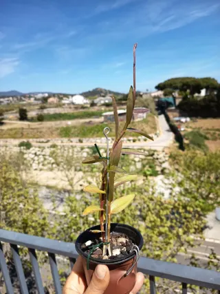 Orquídea Epidendrum Ballerina Red. punto de flores