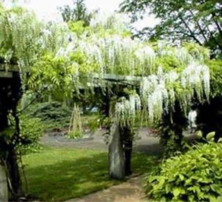Planta de Glicinia Lila y Blanca ,20 semillas