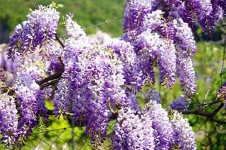 Planta de Glicinia Lila y Blanca ,20 semillas