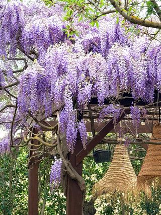 Planta de Glicinia Lila y Blanca ,20 semillas