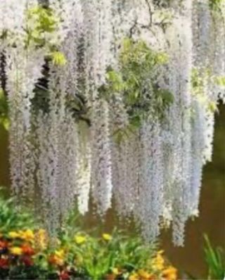 Planta de Glicinia Lila y Blanca ,20 semillas