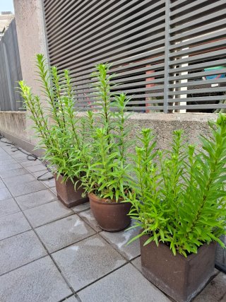 Plantas de Lilium en maceta de barro
