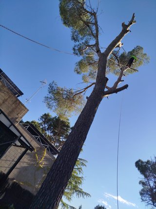 Jardinero Cortar podar arboles desborce  parcelas