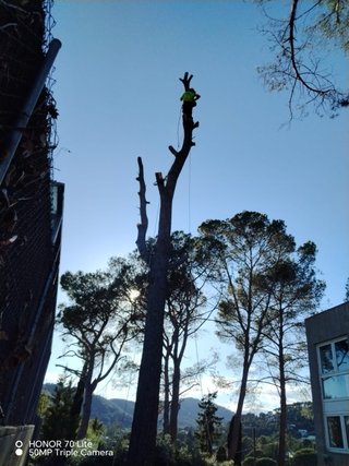 Jardinero Cortar podar arboles desborce  parcelas