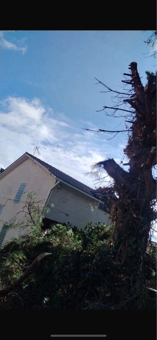 Profiseonal  talar podar Cortar arboles desborozar