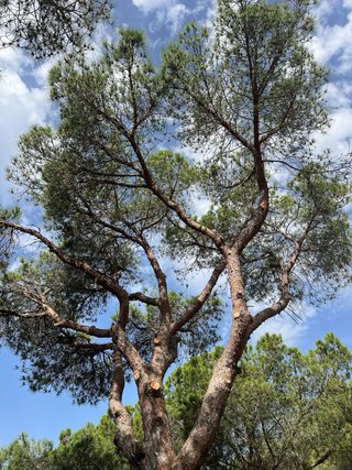 Profiseonal  talar podar Cortar arboles desborozar