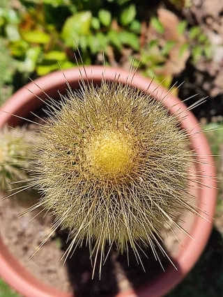 Cactus Espostoa en maceta