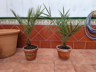 2 Palmeras Dátiles en Macetas Barro