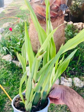 Zygopetalum floreciendo