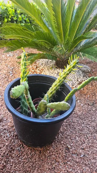 3 Cactus en Macetas