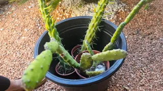3 Cactus en Macetas