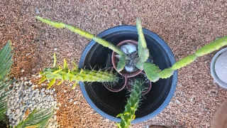 3 Cactus en Macetas