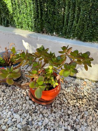 Planta Jade en Maceta