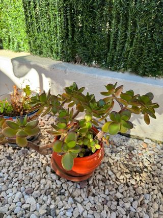 Planta Jade en Maceta