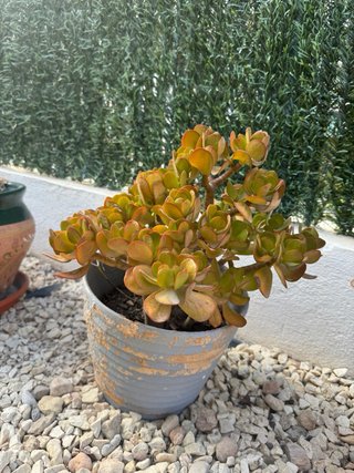 Planta Jade en Maceta