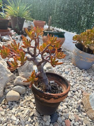 Planta Jade en Maceta