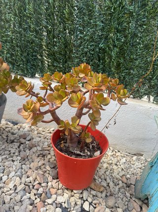 Planta Jade en Maceta