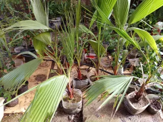 2 Palmeras Washingtonia Robusta