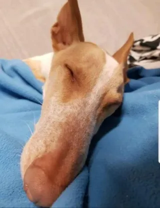 CUIDADORA GATUNA Y PERRUNA