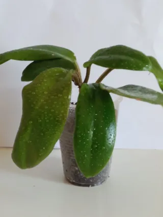 Hoya verticillata planta